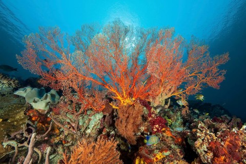 Horn coral (Melithaea) with red branches grows in lively intact colourful tropical coral reef