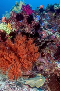 Black coral (Antipathes dichotoma) growing at the foot of a colourful coral block, blue spotted