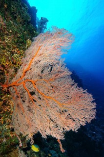 Horn coral (Melithaea) with red branches grows in current filters feeds on plankton, Andaman Sea,