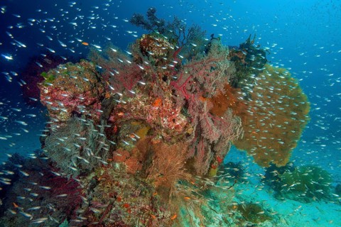 Colourful intact coral reef in front large coloured coral block with different species of horn