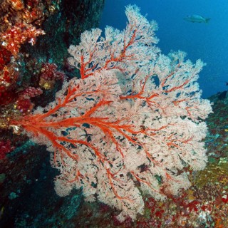 Horn coral (Melithaea) with red branches grows in current filters feeds on plankton, Andaman Sea,