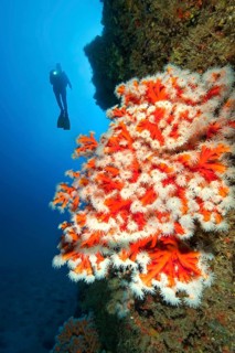 Diver looking at illuminated colony of Tree coral (Dendrophyllia ramea) growing on cliff face of