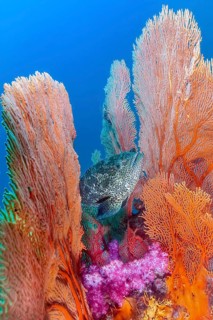 Fan coral (Annella mollis) between Camouflage grouper (Epinephelus polyphekadion), Andaman Sea,