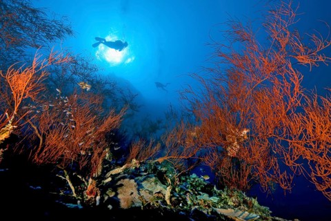 Backlit photograph of Black coral (Antipathes dichotoma), above diver swimming in front of sun in