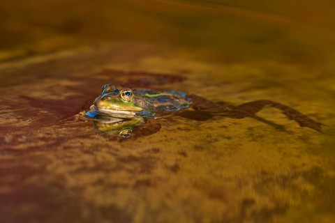 European Common Frog (Rana temporaria), in shallow brown water with strong reflection and natural