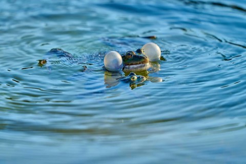 European Common Frog (Rana temporaria), blowing bubbles in blue water, surrounded by gentle ripples