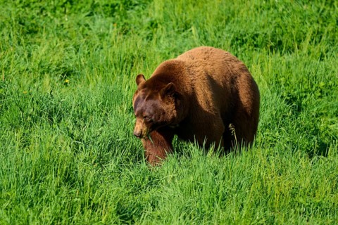 American Black Bear (Ursus americanus), bending low in the grass, surrounded by lush vegetation,