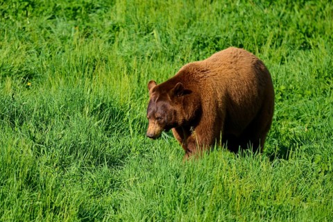 American Black Bear (Ursus americanus), walking slowly through the tall grass of the green meadow,
