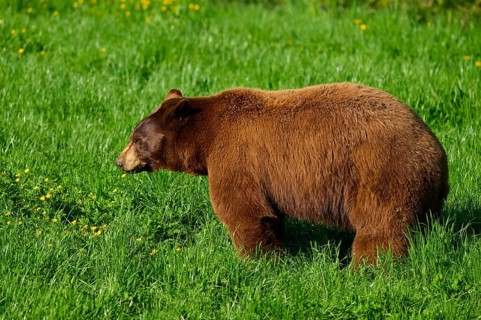 American Black Bear (Ursus americanus), in natural surroundings on a green meadow in fine weather,