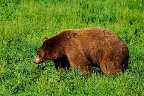 American Black Bear (Ursus americanus), slowly roaming the green meadow, in harmony with nature,
