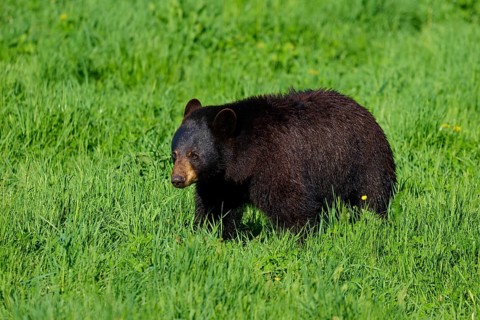 American Black Bear (Ursus americanus), in the meadow, surrounded by green grass in a natural