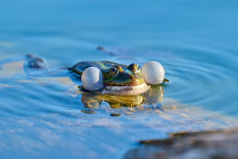 European Common Frog (Rana temporaria), with inflated air sacs in blue water, France