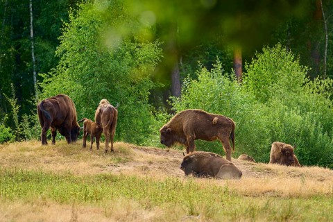 Bison (Bison bonasus), herd of bison with young animals grazing in front of a forest, summer,