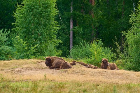 Bison (Bison bonasus), herd of bison with young animals lying and resting on a grassy rise in front