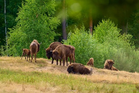 Bison (Bison bonasus), herd of bison with young animals grazing and resting on a green meadow in