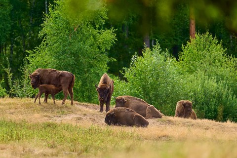 Bison (Bison bonasus), herd of bison with young animals grazing in a green, summery forest