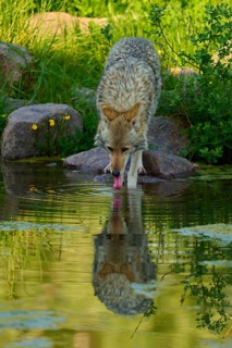 A coyote drinks from a pond, its tongue touches the water, the reflection is visible, coyote (Canis