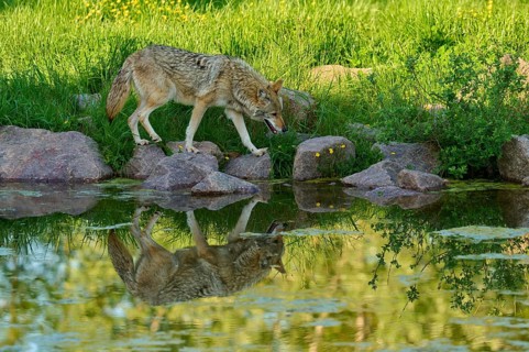 Coyote balancing on rocks at the edge of a pond whose water shows a clear reflection, coyote (Canis