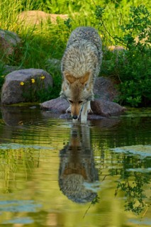 A coyote leans over a pond to drink water, the reflection is clearly visible, coyote (Canis
