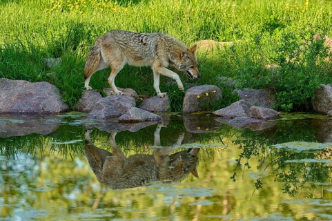 Coyote walking carefully over rocks by pond with clear reflection of surroundings, coyote (Canis