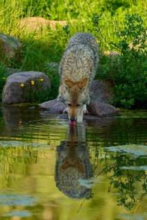A coyote drinks from a pond, its reflection can be seen on the water surface, coyote (Canis