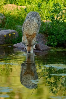 A coyote drinks water from a pond, its reflection is visible in the water, coyote (Canis latrans),