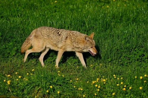 Coyote walks relaxed over a green meadow, yellow flowers blooming in spring, coyote (Canis