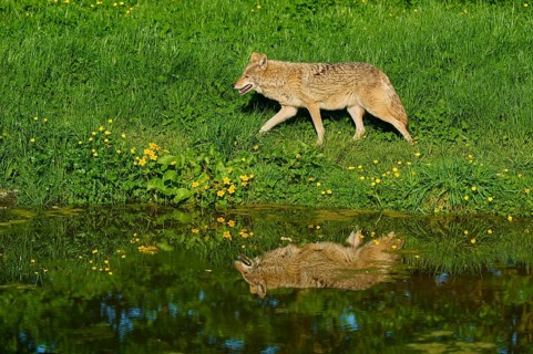 Coyote walking along a pond in a green spring meadow, reflection visible in the water, coyote