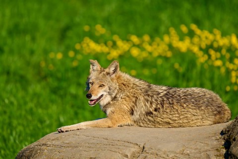 A coyote smiles while resting on a rock in a green landscape with yellow flowers, Coyote (Canis