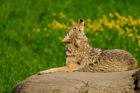 A coyote looking up, sitting on a rock, surrounded by greenery and flowers, Coyote (Canis latrans),