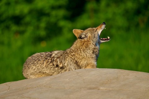 A coyote on a rock with a green background, Coyote (Canis latrans), Spring, France