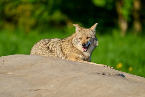 A sitting coyote on a stone, with cheerful open mouth in green surroundings, Coyote (Canis