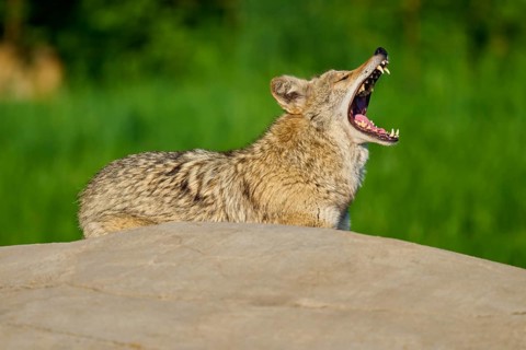 A coyote yawns widely on a stone, surrounded by green grass and trees, Coyote (Canis latrans),