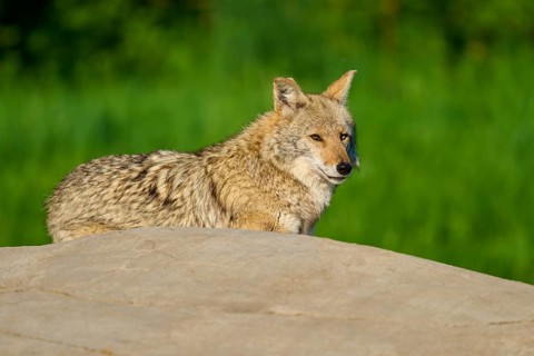 A sitting coyote on a stone, looking attentively to the side, surrounded by green landscape, Coyote