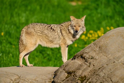 A standing coyote on a stone, with a green meadow and yellow flowers in the background, Coyote