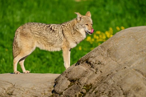 A coyote licking its lips, standing on a stone in front of a green meadow with flowers, Coyote