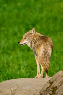A coyote stands on a stone in a green setting, gazing intently into the distance, Coyote (Canis
