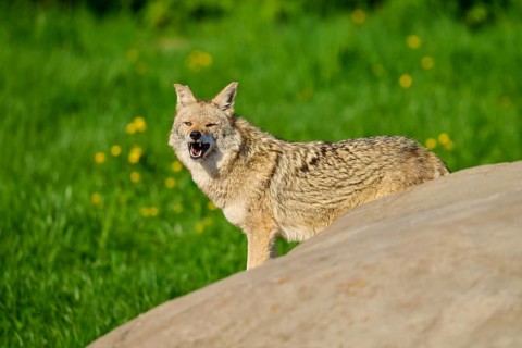 A coyote looking around yawning next to a rock with green vegetation in the background, Coyote