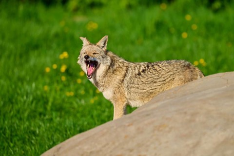 A coyote opens its mouth wide to yawn, standing next to a rock in a green environment, coyote