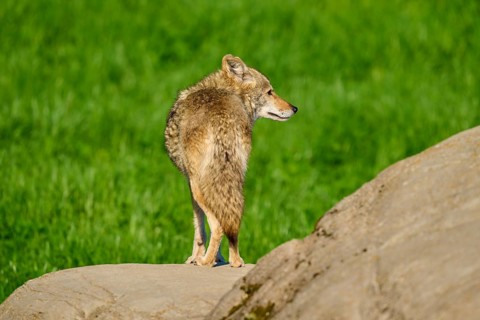 A coyote stands on a rock with its back to the camera, surrounded by green landscape, Coyote (Canis