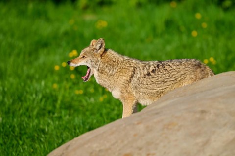 A yawning coyote stands behind a rock surrounded by green grass, Coyote (Canis latrans), Spring,