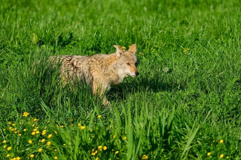 A coyote moves through dense green grass with yellow flowers in a natural environment, coyote