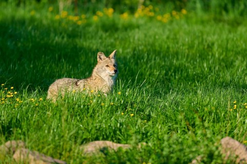 A coyote stands in a green meadow, surrounded by yellow flowers, in the open air, Coyote (Canis