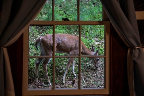 Marlinton, West Virginia - A white-tailed deer (Odocoileus virginianus) outside a cabin in Watoga