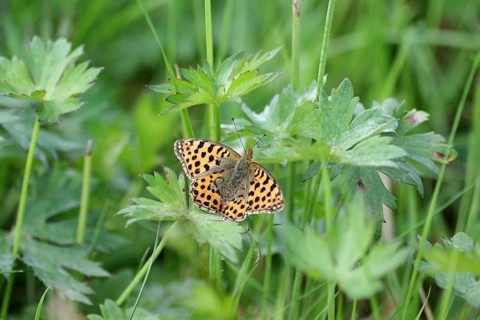 Small Pearl-bordered Fritillary (Issoria lathonia), spread wings, orange, meadow, close-up, North