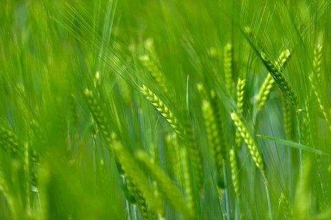 Grain field with unripe ears of barley (Hordeum vulgare), delicate structure, texture, background
