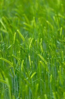 Grain field with unripe ears of barley (Hordeum vulgare), delicate structure, texture, background