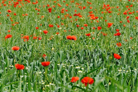 Wheat field, wheat (Triticum aestivum) with poppies (Papaver rhoeas) and daisies (Leucanthemum