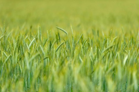 Grain field with unripe ears of rye (Secale cereale), delicate structure, texture, background