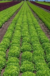 Lettuce cultivation in Knoblauchsland, early vegetable cultivation, urban area Nuremberg, Fürth